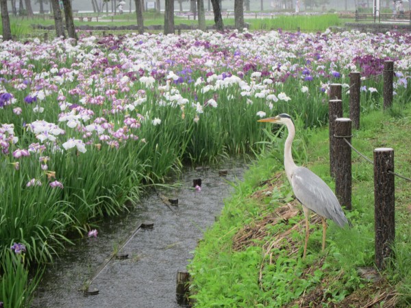 Katsushika Iris Festival in Katsushika Park - a rainy Sunday in June