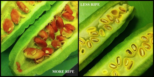 ripe-and-unripe-bittermelon
